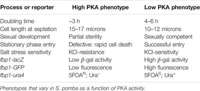 Use of a Fission Yeast Platform to Identify and Characterize Small Molecule PDE Inhibitors